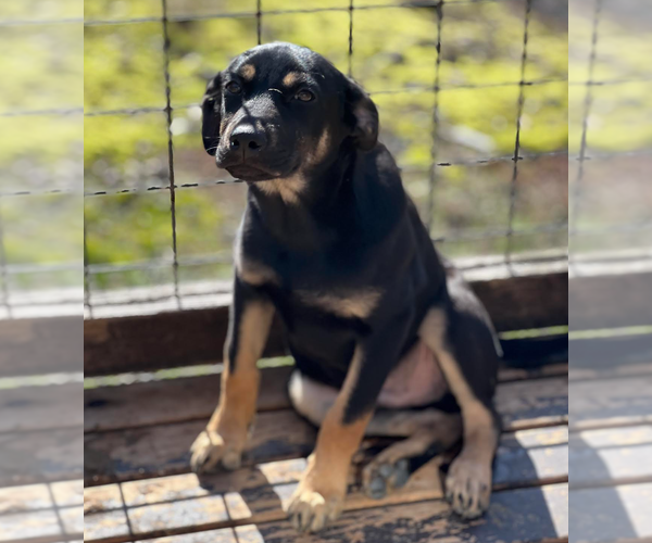Medium Photo #8 Mutt Puppy For Sale in Redmond, WA, USA