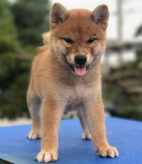 Shiba Inu Puppy for sale in CHICAGO, IL, USA