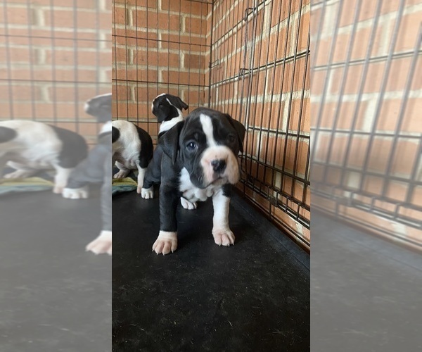 Medium Photo #4 Boxer Puppy For Sale in JACKSON, TN, USA