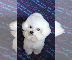 Mother of the Bichon Frise puppies born on 11/02/2025