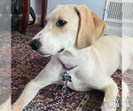 Small #10 Retriever  Mix