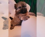 Puppy Puppy 4 Shih Tzu-ShihPoo Mix