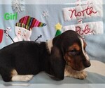 Small #3 Basset Hound