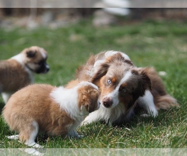 Medium Photo #21 Miniature Australian Shepherd Puppy For Sale in ELMHURST, IL, USA
