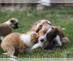 Small Photo #21 Miniature Australian Shepherd Puppy For Sale in ELMHURST, IL, USA