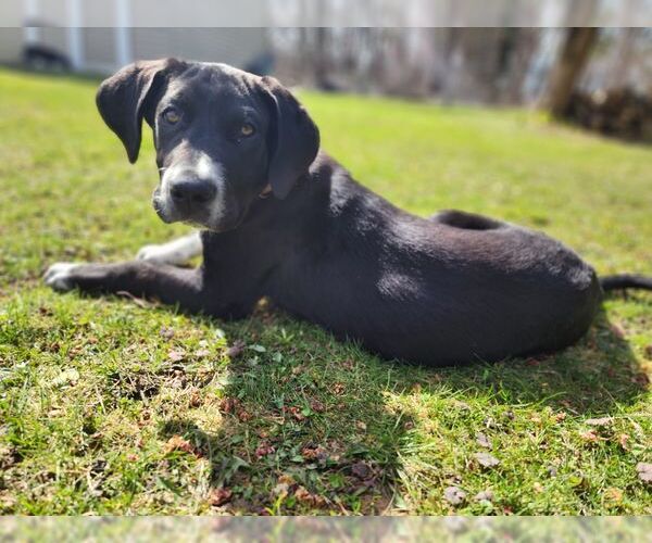 Medium Photo #2 Australian Shepherd-Collie Mix Puppy For Sale in Coldwater, MI, USA