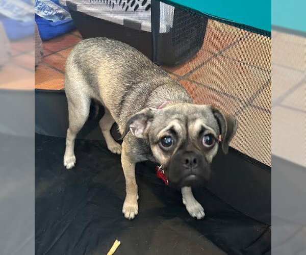 Medium Photo #5 Pug-Unknown Mix Puppy For Sale in San Diego, CA, USA