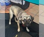 Small Photo #5 Pug-Unknown Mix Puppy For Sale in San Diego, CA, USA