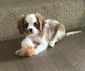 Cavalier King Charles Spaniel Puppy for sale in SHEDD, OR, USA