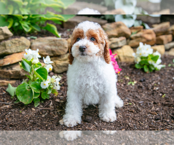 Medium Photo #4 Poodle (Miniature) Puppy For Sale in FREDERICKSBURG, OH, USA