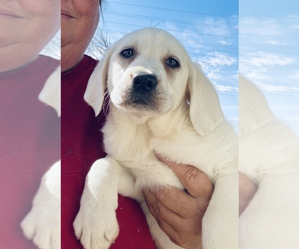 Medium Photo #1 Labrador Retriever Puppy For Sale in PALMDALE, CA, USA