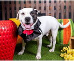 Small #12 American Pit Bull Terrier Mix