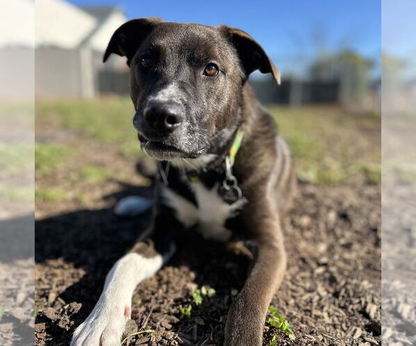 Medium Photo #2 Australian Shepherd Puppy For Sale in Rohnert Park, CA, USA