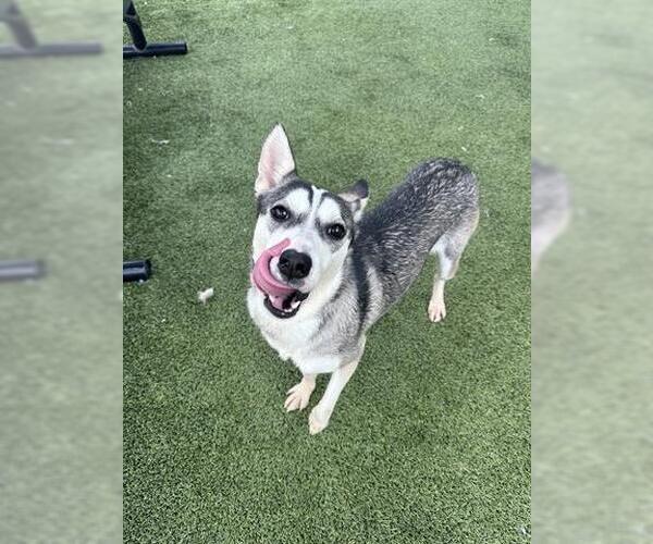 Medium Photo #2 Siberian Husky-Unknown Mix Puppy For Sale in Houston, TX, USA