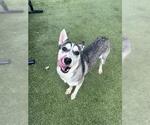 Small #1 Siberian Husky Mix