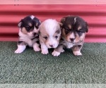 Small #24 Pembroke Welsh Corgi