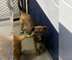 Mutt Dogs for adoption in Sterling, MA, USA