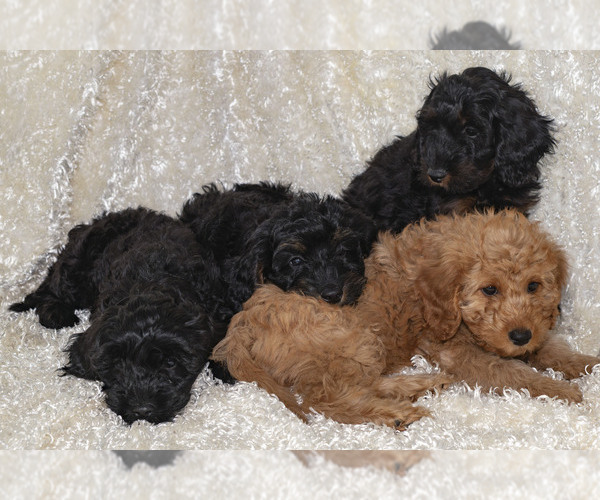 Medium Photo #1 Goldendoodle Puppy For Sale in TOPEKA, KS, USA