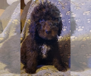 Poodle (Standard) Puppy for sale in BLOOMFIELD, IN, USA