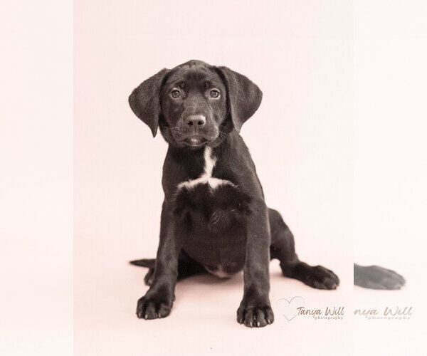 Medium Photo #2 Labrador Retriever-Unknown Mix Puppy For Sale in Greenville, SC, USA