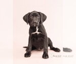 Small #1 Labrador Retriever Mix