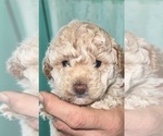 Small Photo #6 Poodle (Toy) Puppy For Sale in ATLANTIC BEACH, FL, USA