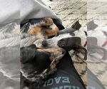 Small Photo #15 Border Collie-Unknown Mix Puppy For Sale in Oakhurst, NJ, USA