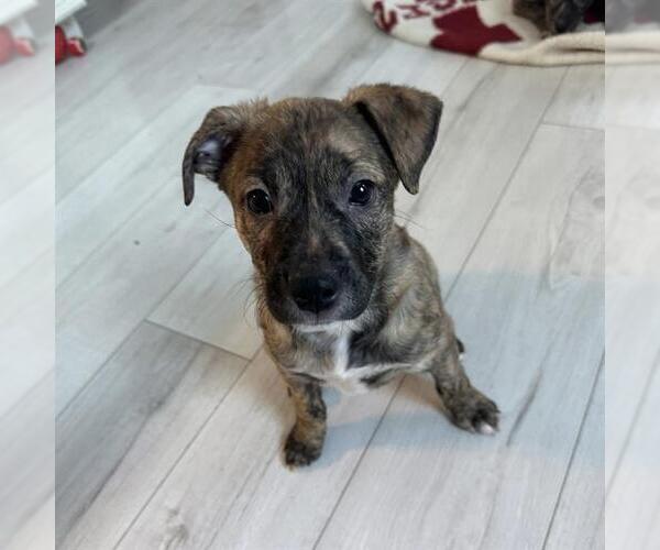 Medium Photo #1 Treeing Walker Coonhound-Unknown Mix Puppy For Sale in Dedham, MA, USA