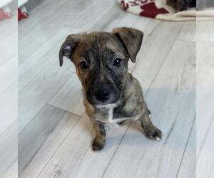 Treeing Walker Coonhound-Unknown Mix Dogs for adoption in Dedham, MA, USA