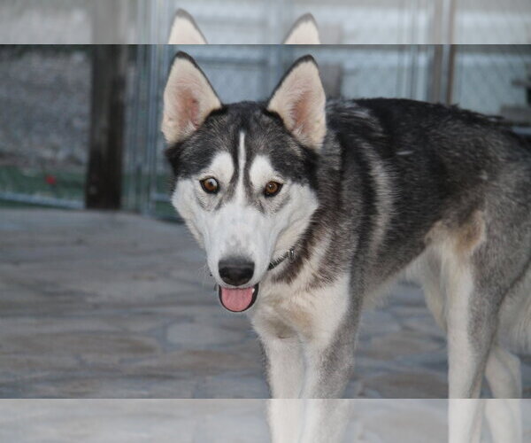 Medium Photo #3 Alusky Puppy For Sale in Randleman , NM, USA