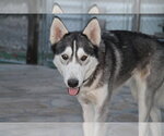 Small #2 Alusky