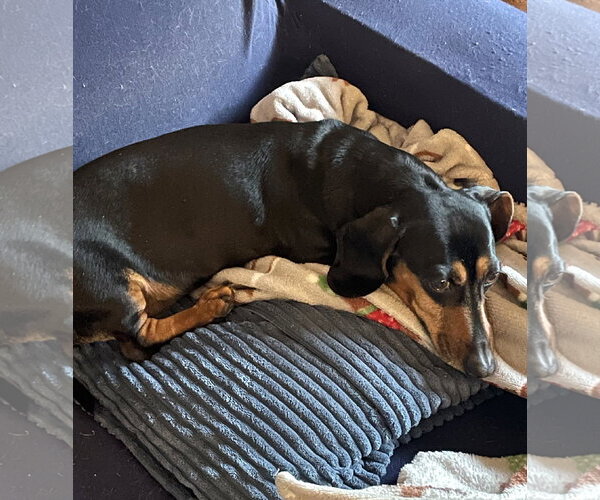 Medium Photo #4 Dachshund Puppy For Sale in Shelbyville, TN, USA
