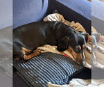 Small #3 Dachshund