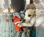 Small #2 Jack Russell Terrier