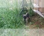 Small Photo #5 Pug Puppy For Sale in BREWSTER, CO, USA
