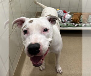 American Pit Bull Terrier Dogs for adoption in Derwood, MD, USA
