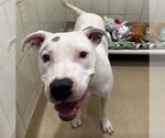 Small American Pit Bull Terrier