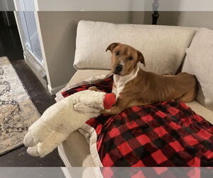 Mutt Dogs for adoption in Ball Ground, GA, USA