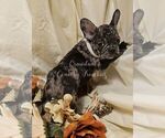 Puppy lisa French Bulldog