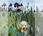 Small #20 English Cream Golden Retriever