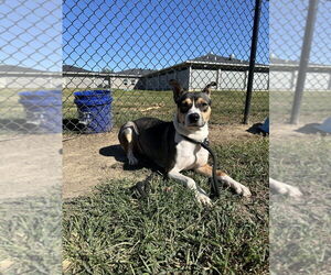 Siberian Husky-Unknown Mix Dogs for adoption in Evansville, IN, USA