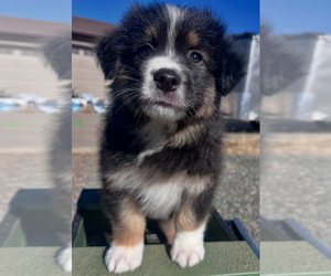 Medium Australian Shepherd