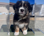 Puppy Lynx Australian Shepherd