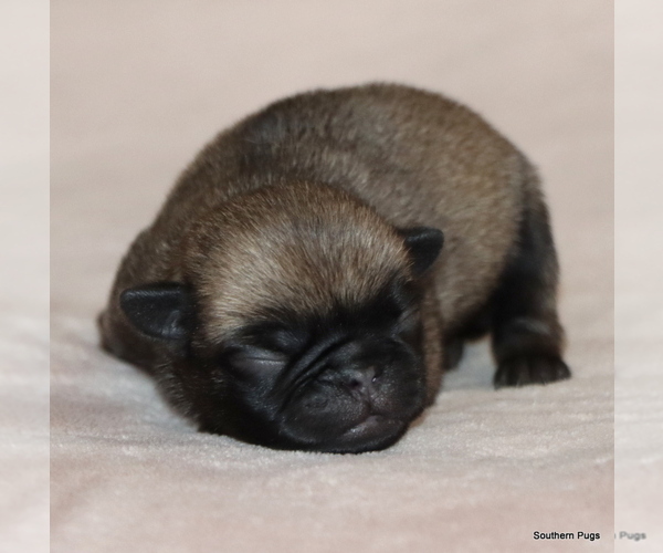 Medium Photo #2 Pug Puppy For Sale in WINNSBORO, TX, USA