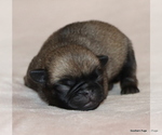Small #1 Pug
