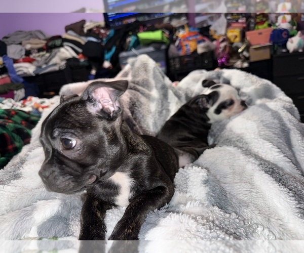 Medium Photo #7 Faux Frenchbo Bulldog Puppy For Sale in ROUND LAKE, IL, USA