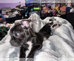 Small Photo #7 Faux Frenchbo Bulldog Puppy For Sale in ROUND LAKE, IL, USA