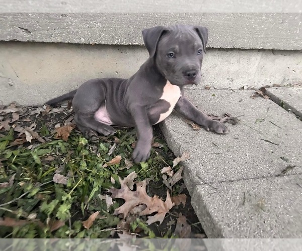 Medium Photo #1 American Bully Puppy For Sale in CRITTENDEN, KY, USA