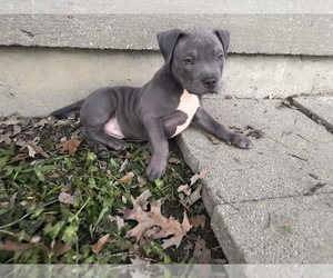 American Bully Puppy for sale in CRITTENDEN, KY, USA
