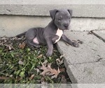 Small Photo #1 American Bully Puppy For Sale in CRITTENDEN, KY, USA